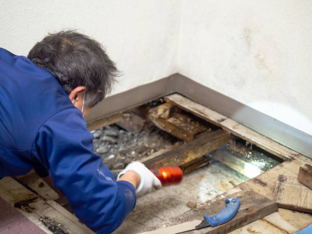 Best DIY Mold Remediation Support Services in , AR